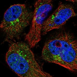 COPE Antibody, Novus Biologicals:Antibodies:Primary Antibodies